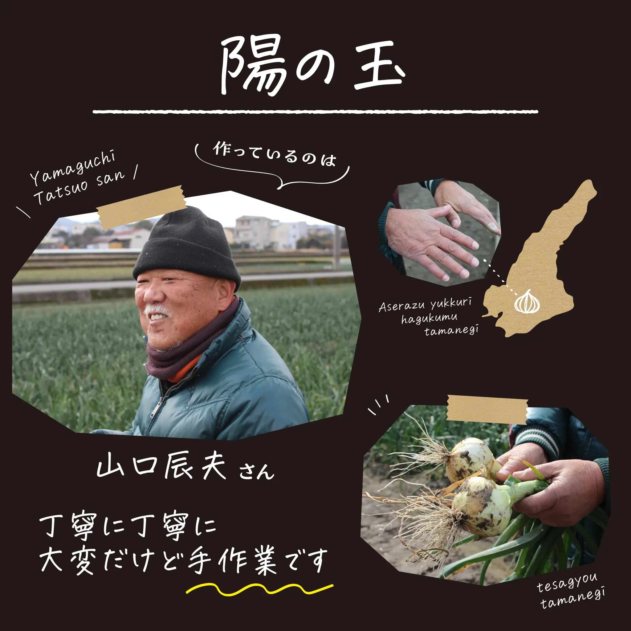 淡路 たまねぎ 生産農家 太陽の野菜 玉ねぎ