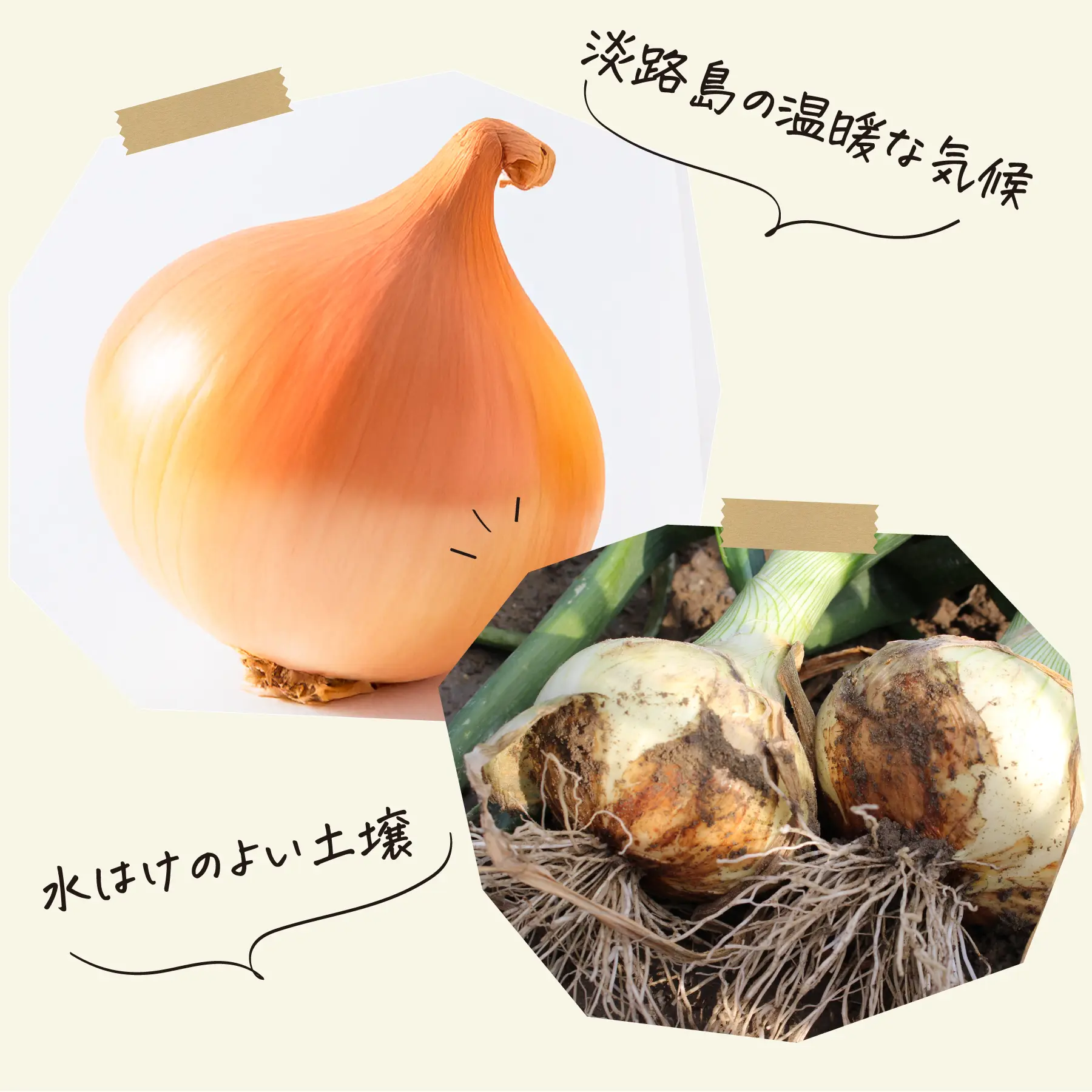 淡淡路島玉ねぎ 甘さの理由 土壌と気候